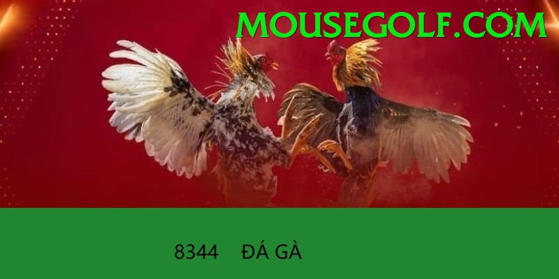 Đá Gà Trực Tiếp - Ưu đãi đặc biệt